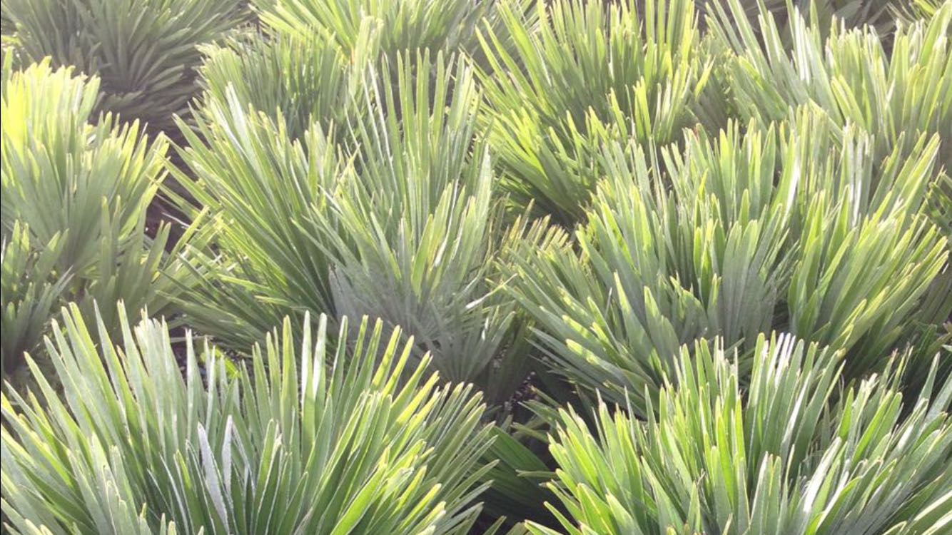 PALME ORNAMENTALI SELEZIONATE VENDITA